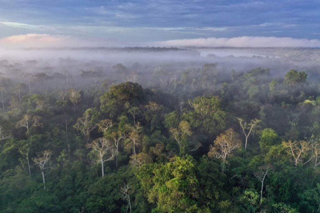 Saving the Amazon